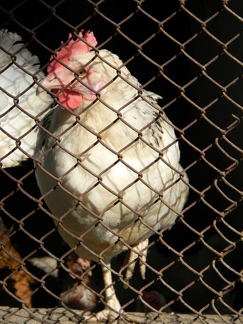 比赛一开场 比赛一开场