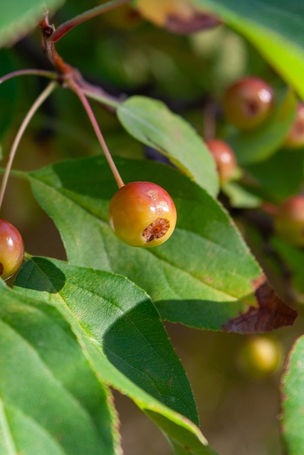 阵容微调 阵容微调